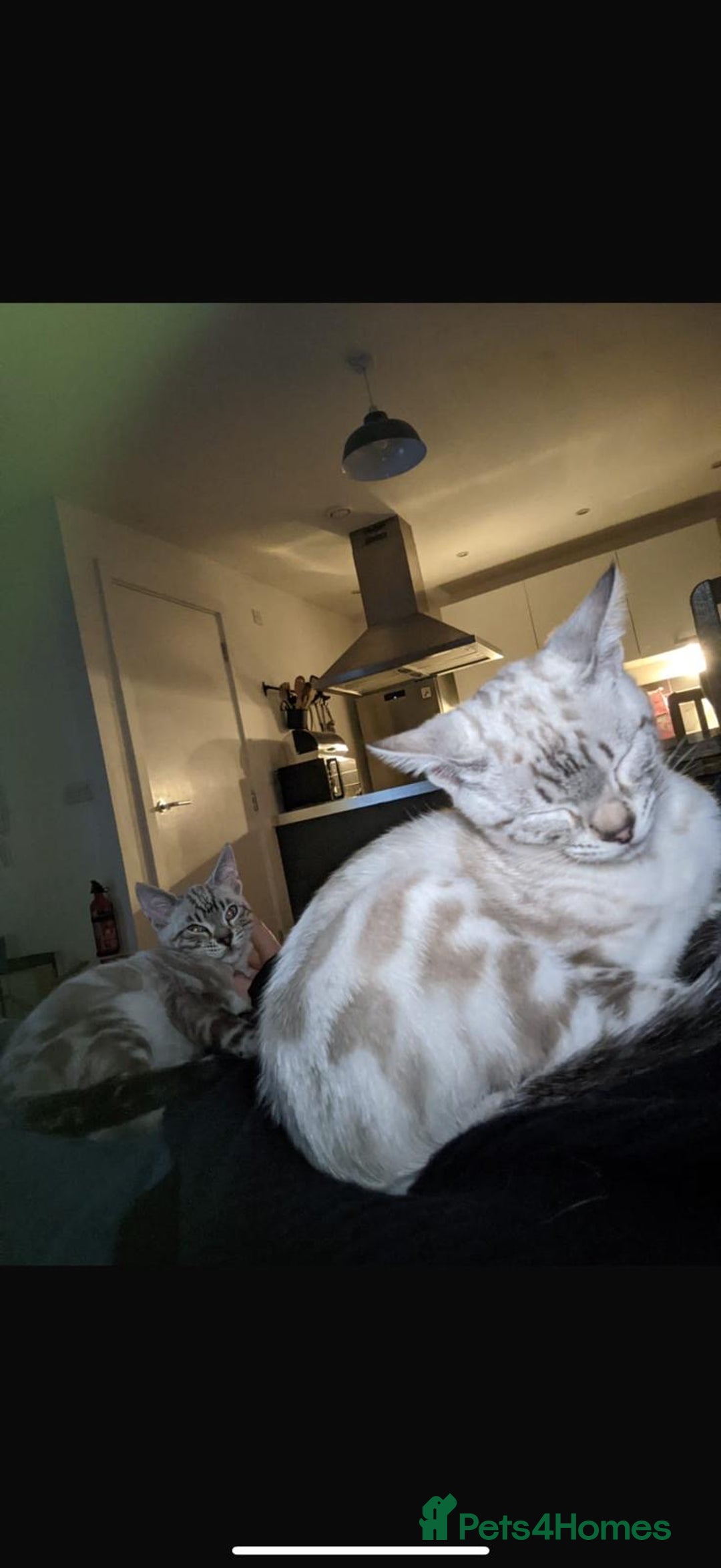 Bengal cats for sale: Buzz and Woody - Image 7