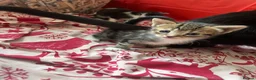British Shorthair cats for sale: 4 rescue kittens  in Southall - Advert 3