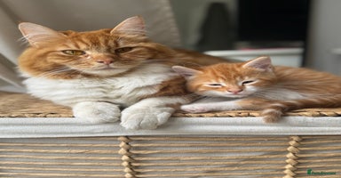 Mixed Breed cats - Advert 13