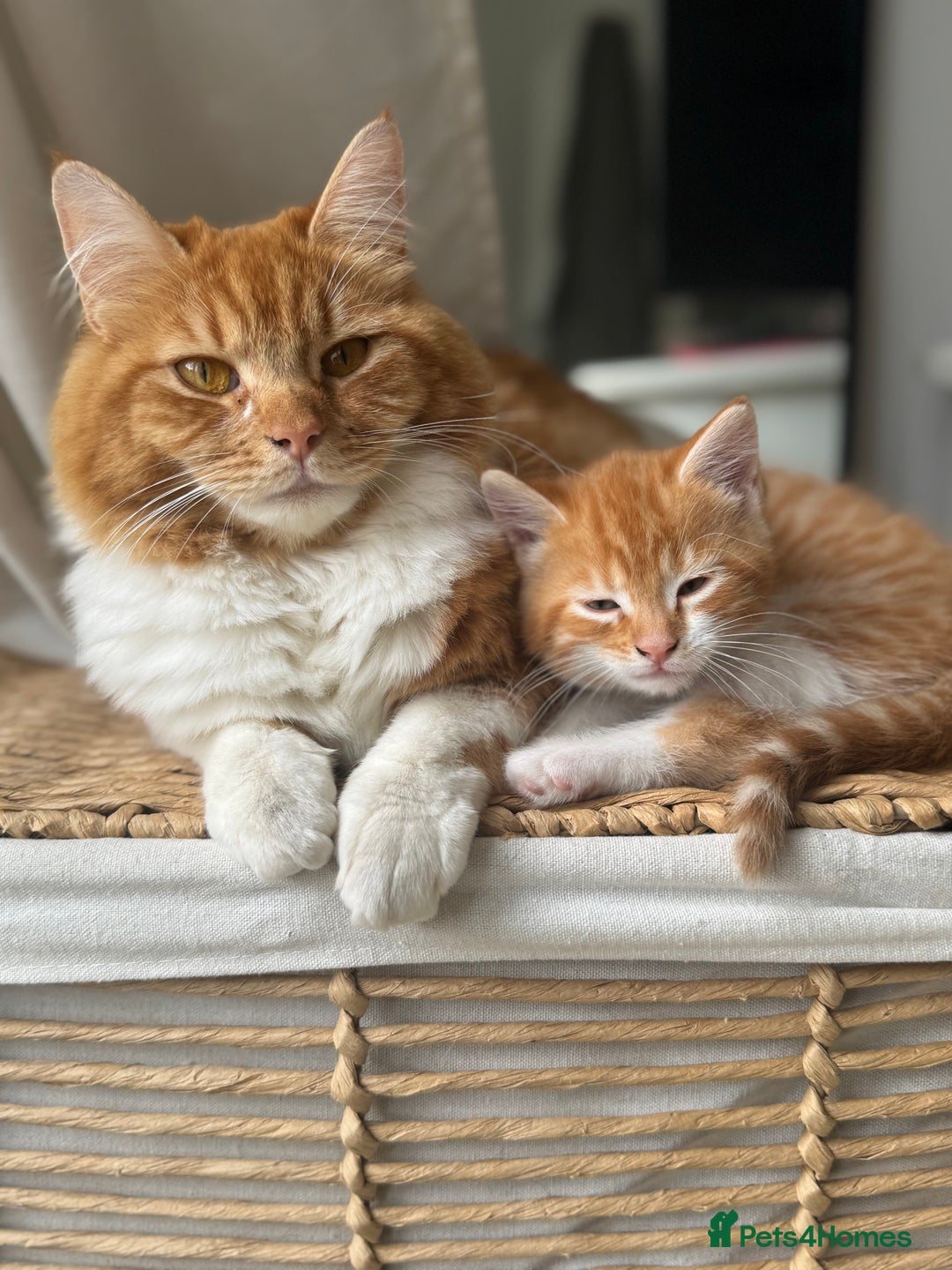 Mixed Breed cats for sale: Beautiful ginger boy for sale  - Image 3