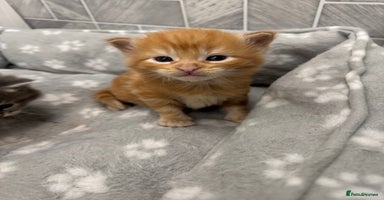 Ragcoon cats Maine coon x Ragdoll/Bengal kitten available  - Advert 16