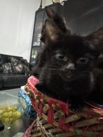 Mixed Breed cats - Advert 12