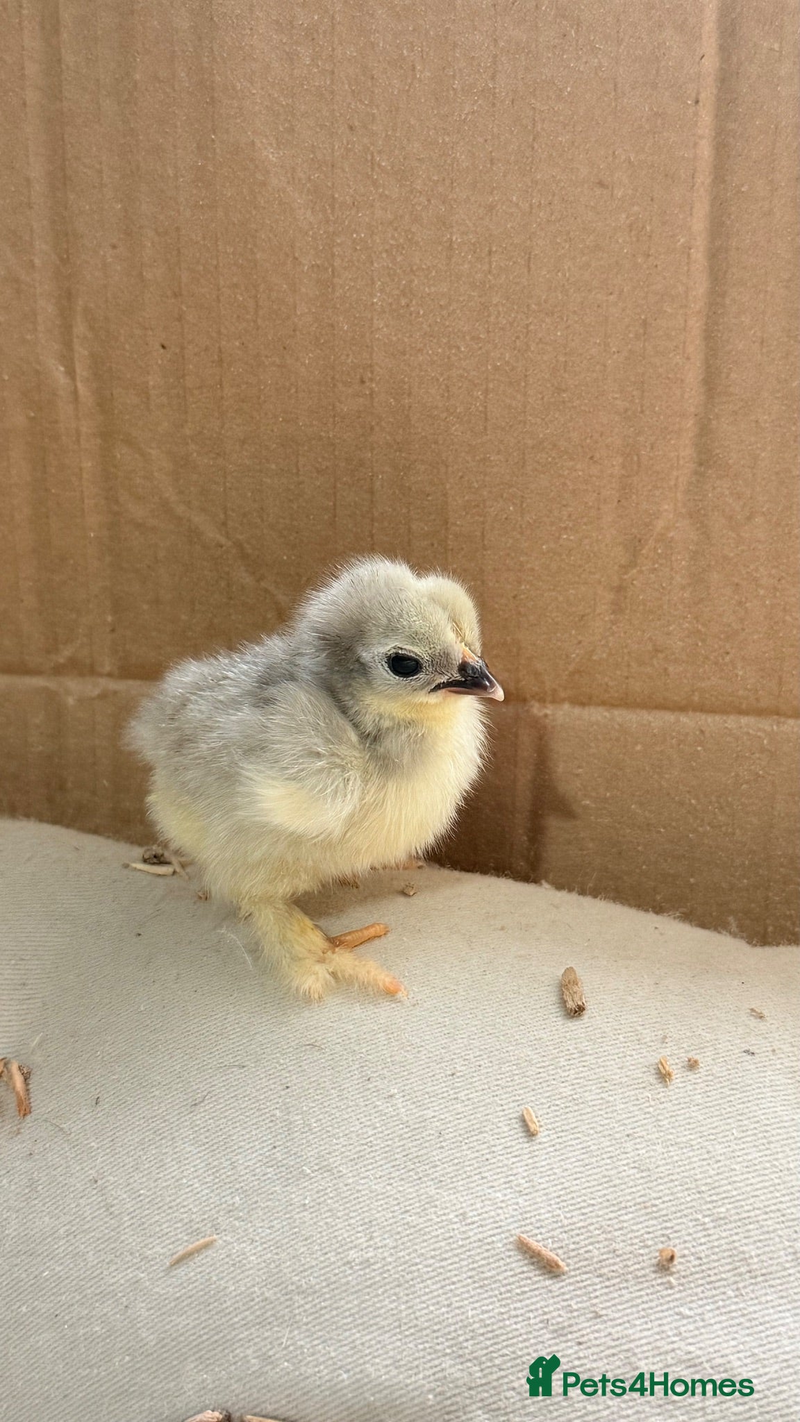 Chickens poultry Lavender pekin bantam chicks  - Advert 1