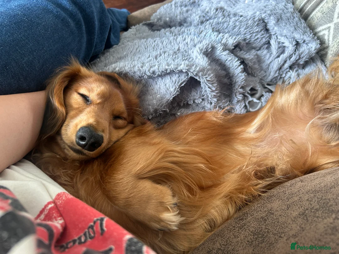 Miniature Dachshund dogs for sale: Family dogs long hair KC Reg Miniature Dachshund   - Advert 4