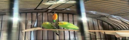 Budgerigars birds for sale: Two male budgies with cage and accessories  in Chatham - Advert 1