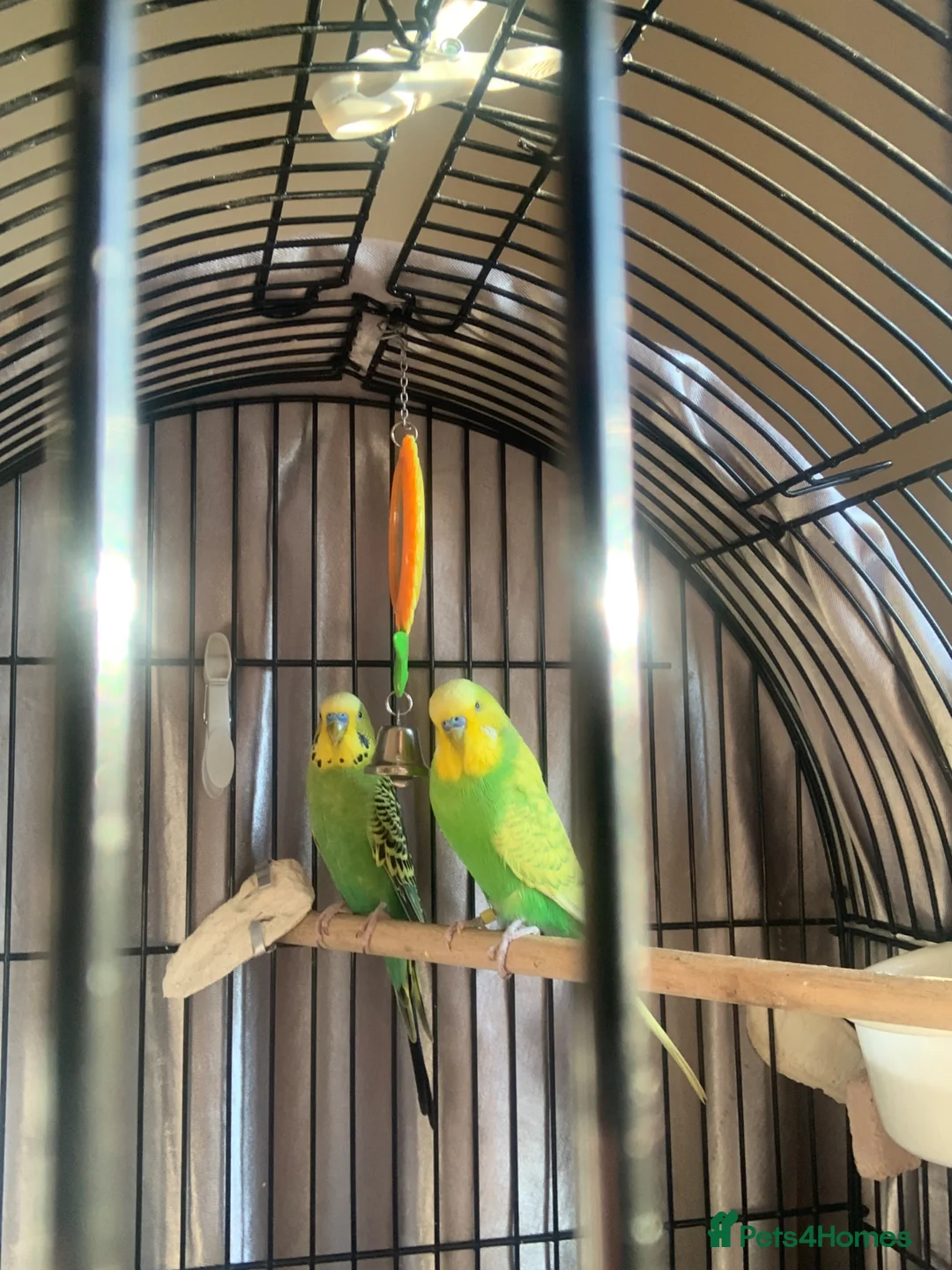 Budgerigars birds for sale: Two male budgies with cage and accessories  in Chatham - Advert 1
