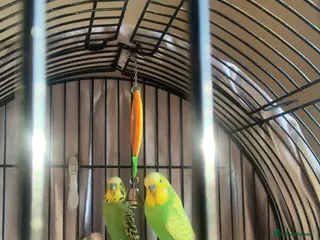 Budgerigars birds Two male budgies with cage and accessories - Advert 3