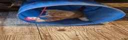 Mixed Breed cats for sale: Beautful litter of kittens - Advert 7