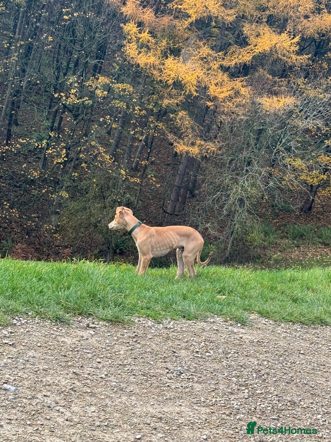Mixed Breed dogs for sale: Saluki greyhound  - Advert 1