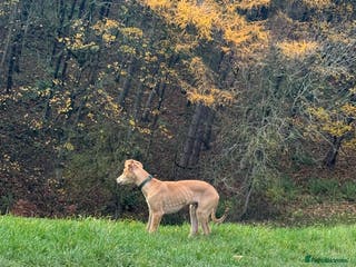 Mixed Breed dogs Saluki greyhound - Advert 15