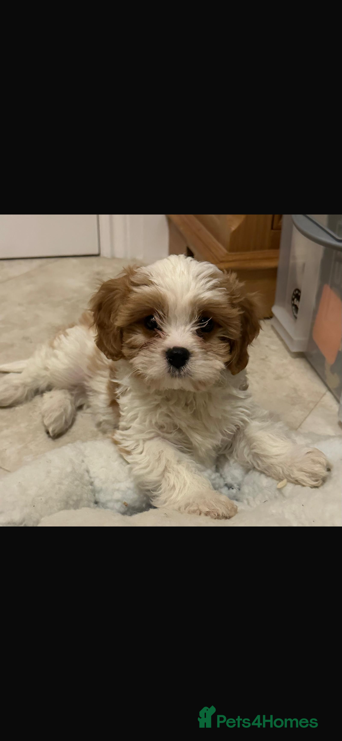 Cavachon dogs Stunning cavachon puppies - Advert 8