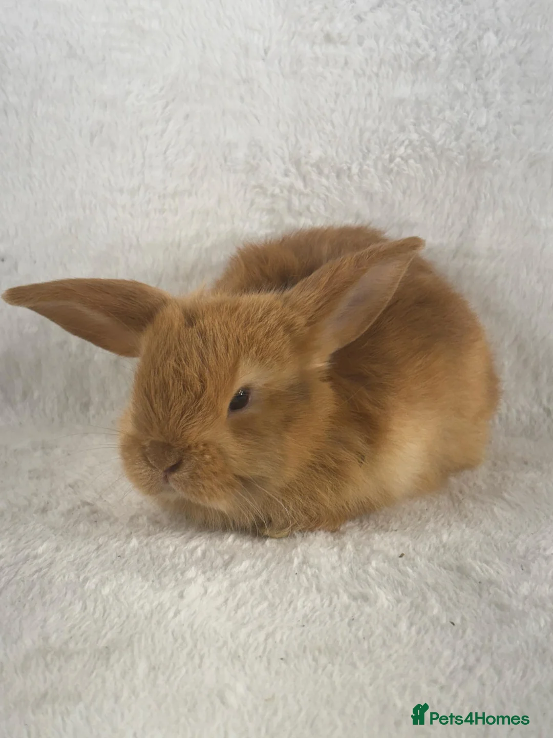 Mini Lop rabbits for sale: 6 x ginger/brown mini lop rabbits - Advert 3