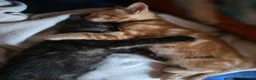 Mixed Breed cats for sale: Beautiful kittens mixed bengal  - Advert 4