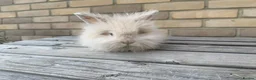 Mixed Breed rabbits for sale: Beautiful Teddywidder Rabbits – Loving Homes - Advert 2