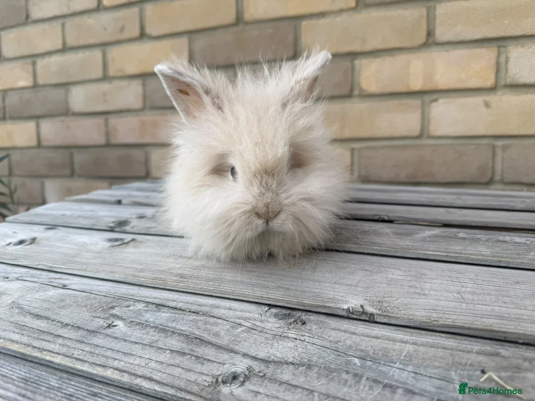 Mixed Breed rabbits for sale: Beautiful Teddywidder Rabbits – Loving Homes - Advert 2