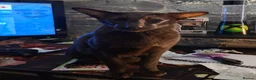 Siamese cats for sale: 8yr Siamese (F) & 7yr Chocolate Oriental (M) - Advert 4