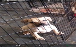 Mixed Breed dogs for sale: 4 beautiful pocket bully/mixed - Image 22