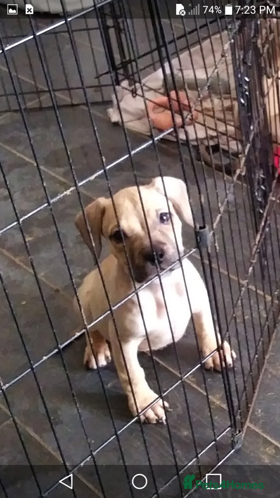 Mixed Breed dogs for sale: 4 beautiful pocket bully/mixed - Image 22
