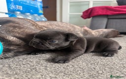 French Bulldog dogs for sale: French bulldog puppies looking for loving homes  - Image 25
