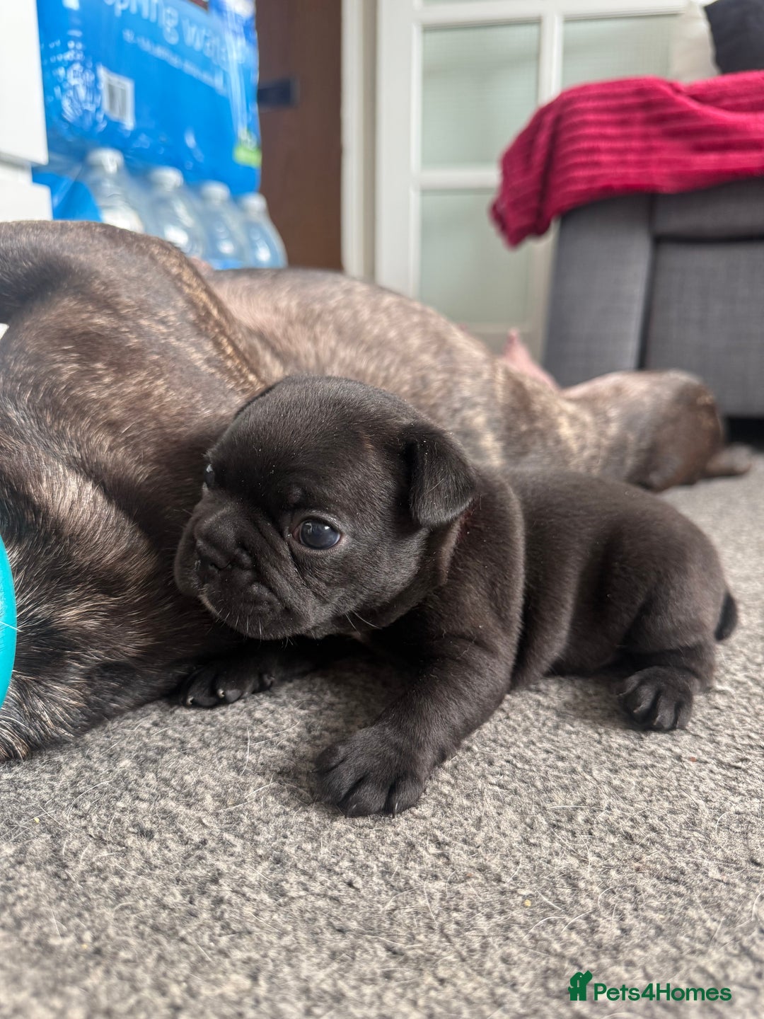 French Bulldog dogs for sale: French bulldog puppies looking for loving homes  - Image 25