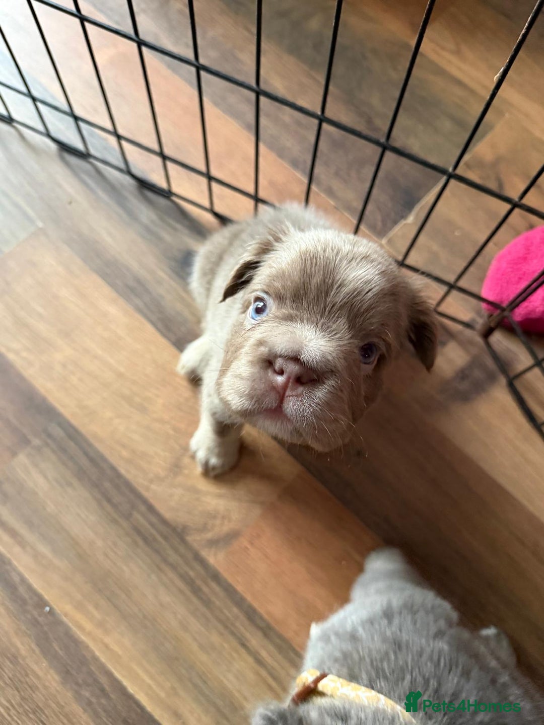 French Bulldog dogs for sale: Fluffy French bulldog pups for sale - Image 3