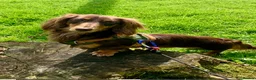 Miniature Dachshund dogs for stud: Long haired Kaneishan daschund stud  - Advert 15