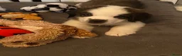 Saint Bernard dogs for sale: (Last 3) Gorgeous Saint Bernard puppies available  - Advert 5