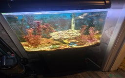 Other/Mixed Breed fish for sale: Marine Tank & fish - Image 3