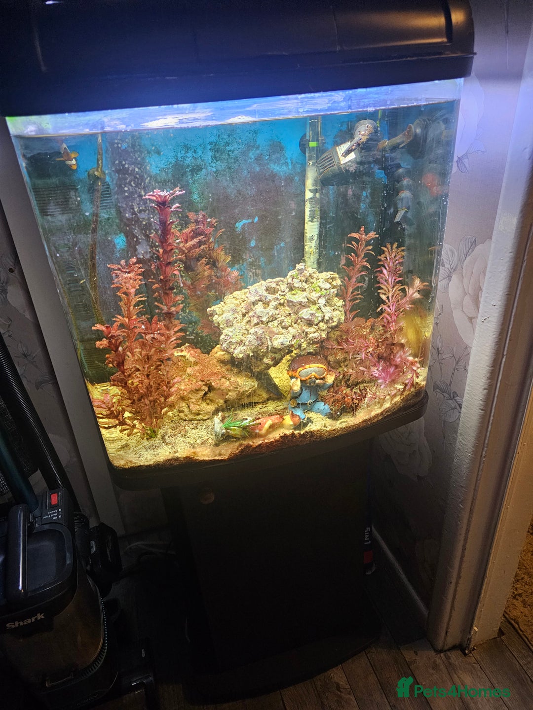 Other/Mixed Breed fish for sale: Marine Tank & fish - Image 3