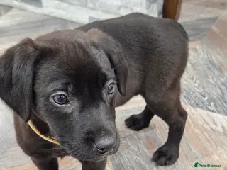 Labrador Retriever dogs GORGEOUS Dark Chocolate Labrador - Advert 1