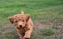 Toy Poodle dogs for sale: Toy Poodles 1 Bitch available  - Image 3