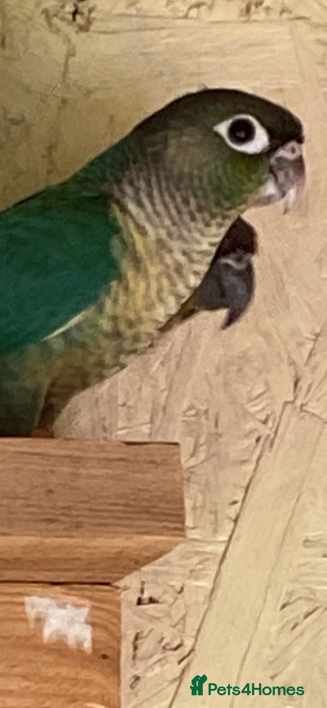 Conures birds for sale: Adult male conures dna sexed Aviary only - Advert 3