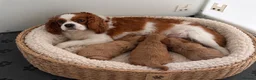 Cavapoo dogs for sale: Beautiful F1 Toy Cavapoo Puppies  in Grays - Advert 6