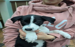 Mixed Breed dogs for sale: 2 Female Collie pups for sale - Advert 7