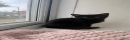 Mixed Breed cats for sale: Female black kitten in High Wycombe - Advert 2