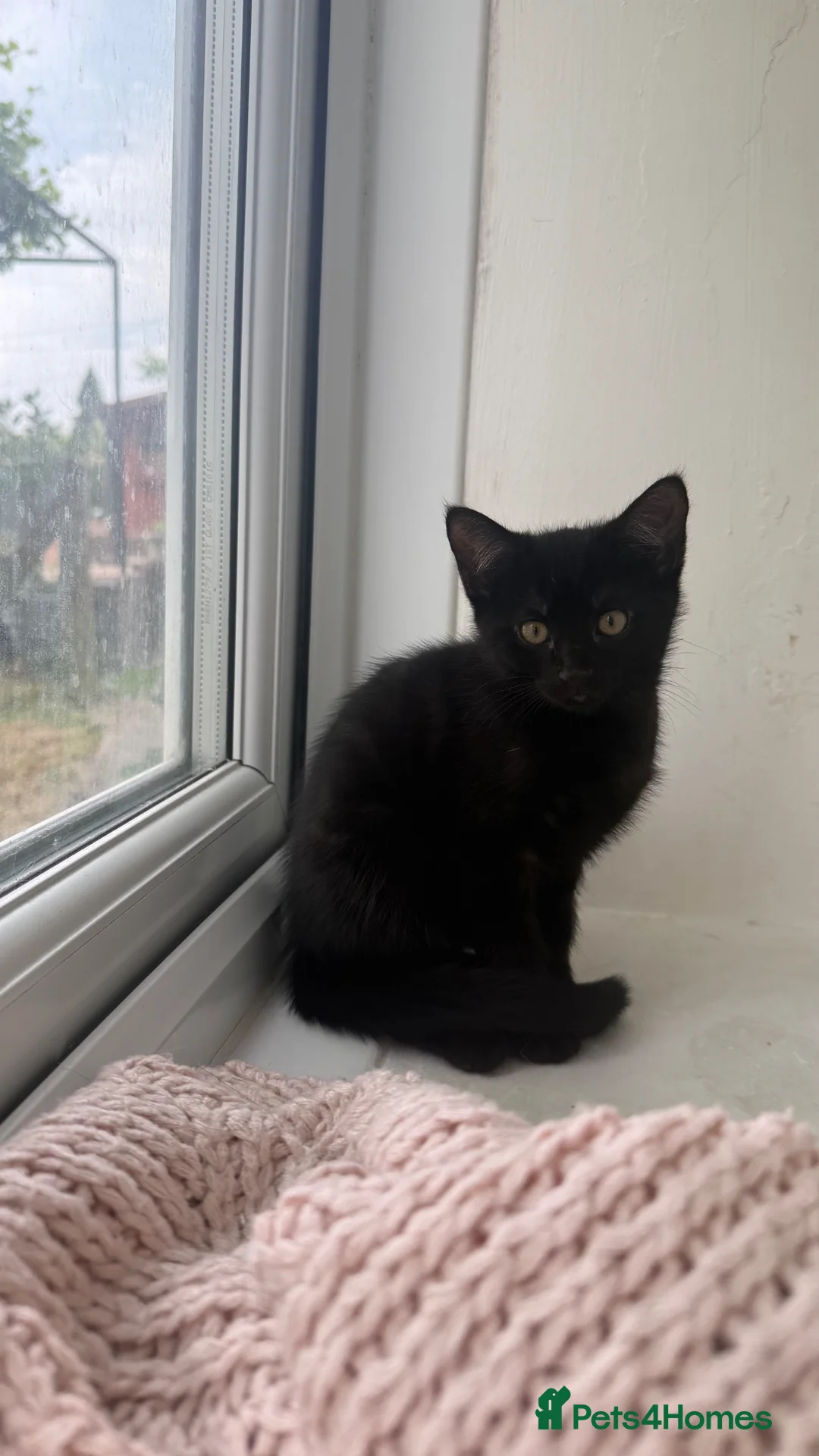 Mixed Breed cats for sale: Female black kitten in High Wycombe - Advert 2