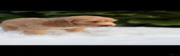 Cockapoo dogs for sale: Cockapoo males and females  - Advert 17