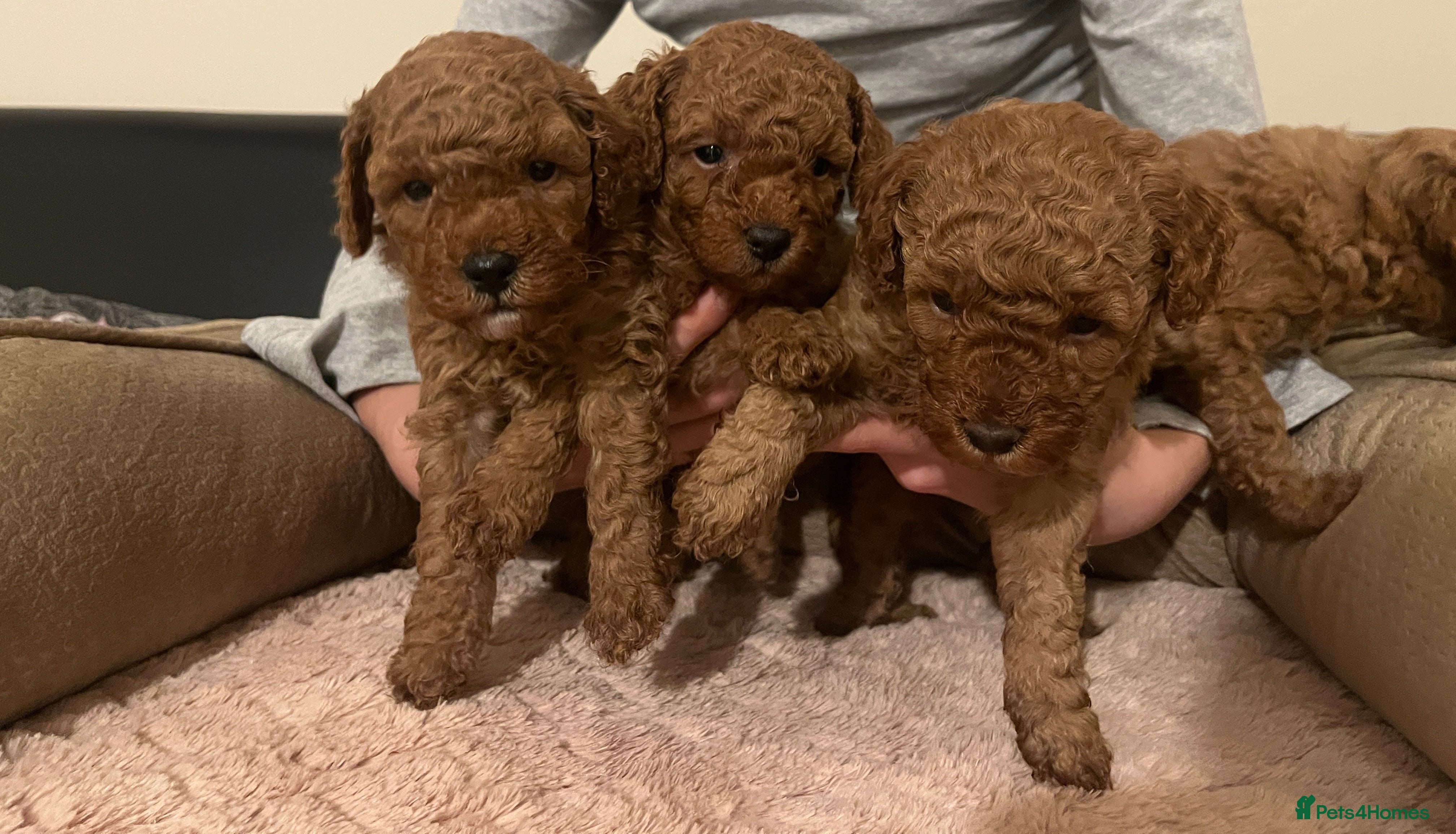 Toy Poodle dogs Pure toy poodle pups - Advert 5