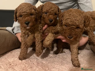 Toy Poodle dogs Pure toy poodle pups - Advert 6