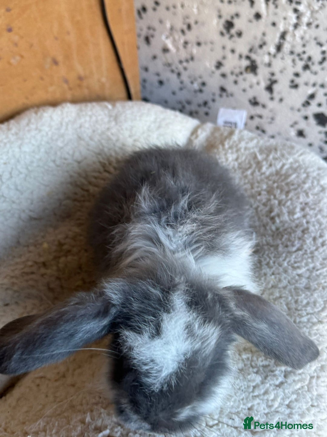 French Lop rabbits for sale: Purebred French Lop baby rabbits for sale  - Advert 25