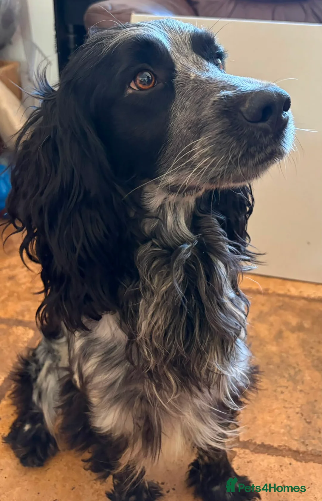 Sprocker dogs for sale: 4 sprocker puppies for sale  in Tiverton - Advert 7