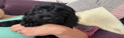 Cockapoo dogs for sale: *READY TO LE F1 cockapoo-health tested parents - Advert 10
