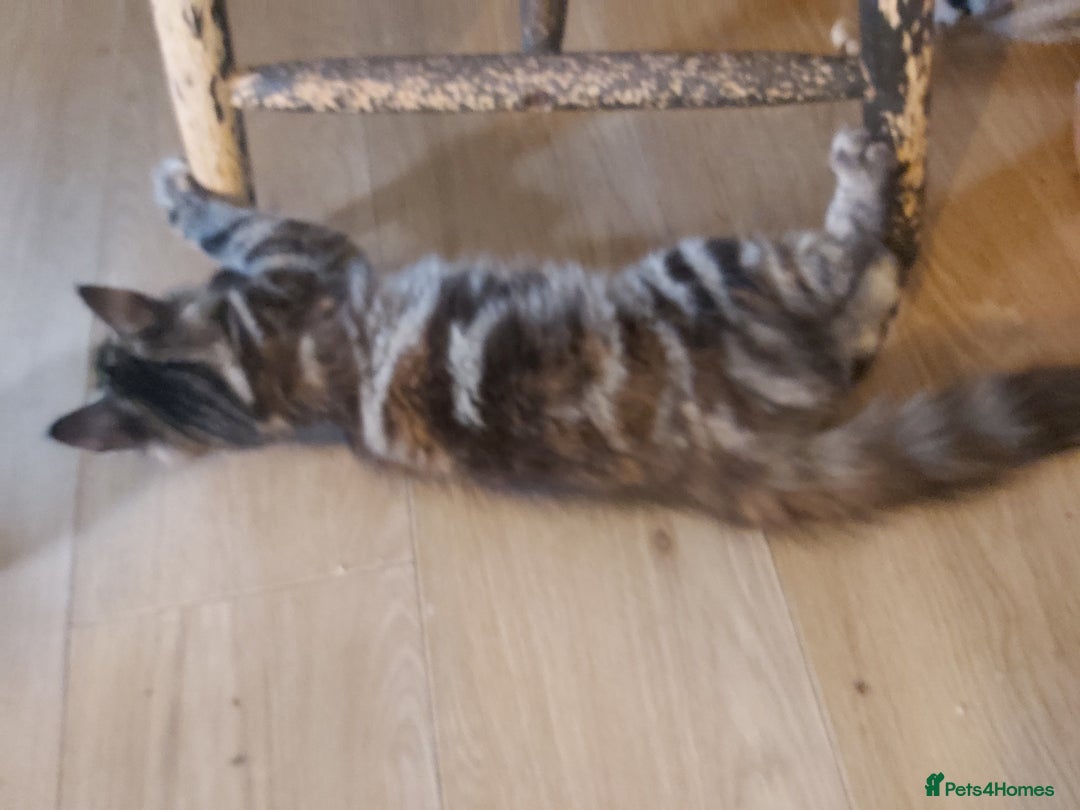 Mixed Breed cats for sale: Kittens - Image 7