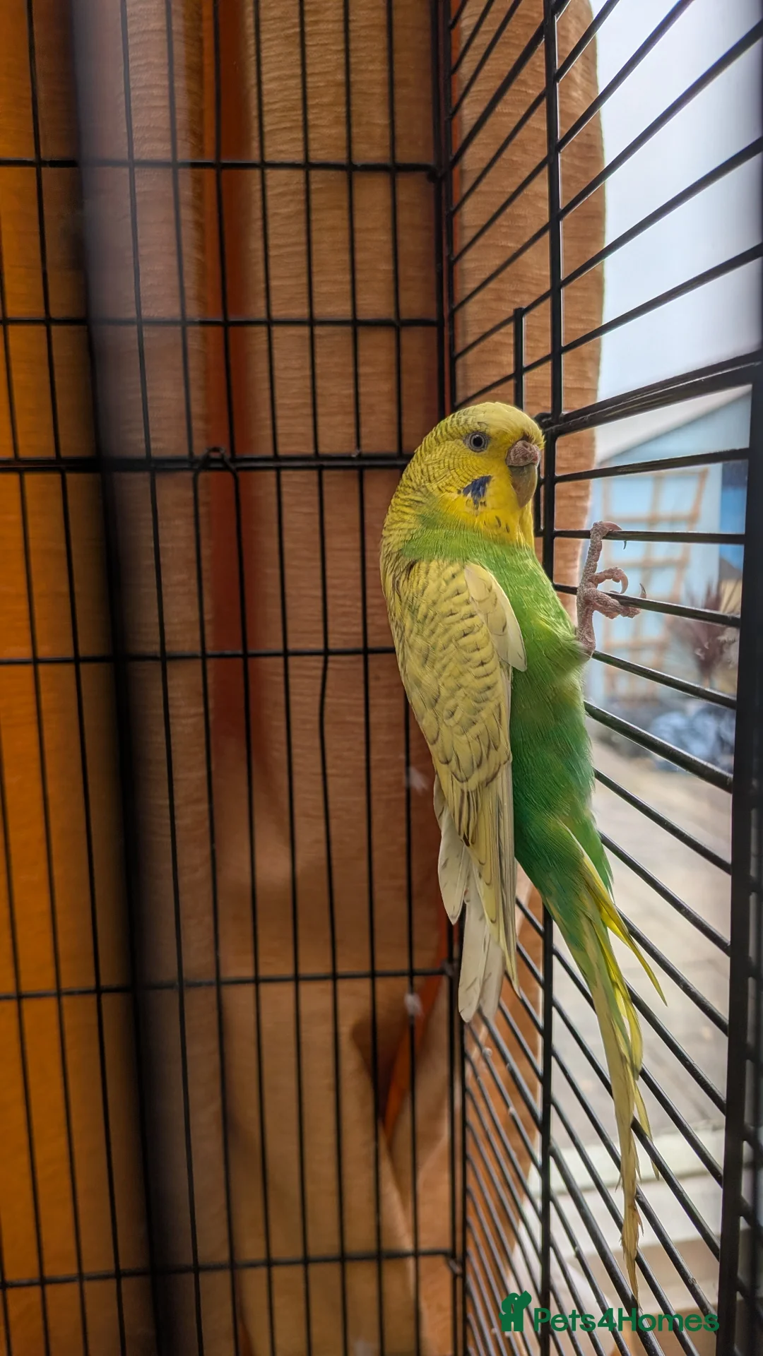 Budgerigars birds for sale: Budgie with cage and food in Bodmin - Advert 1