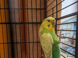 Budgerigars birds Budgie with cage and food - Advert 1