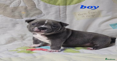 American Bully dogs Exotic Bullies - Advert 2