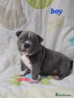 American Bully dogs Exotic Bullies - Advert 2