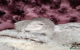 British Shorthair cats for sale: Gorgeous kittens for sale  - Image 9