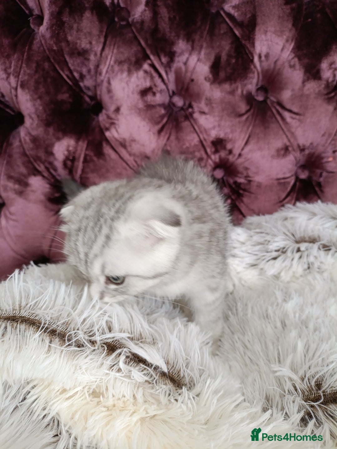 British Shorthair cats for sale: Gorgeous kittens for sale  - Image 9