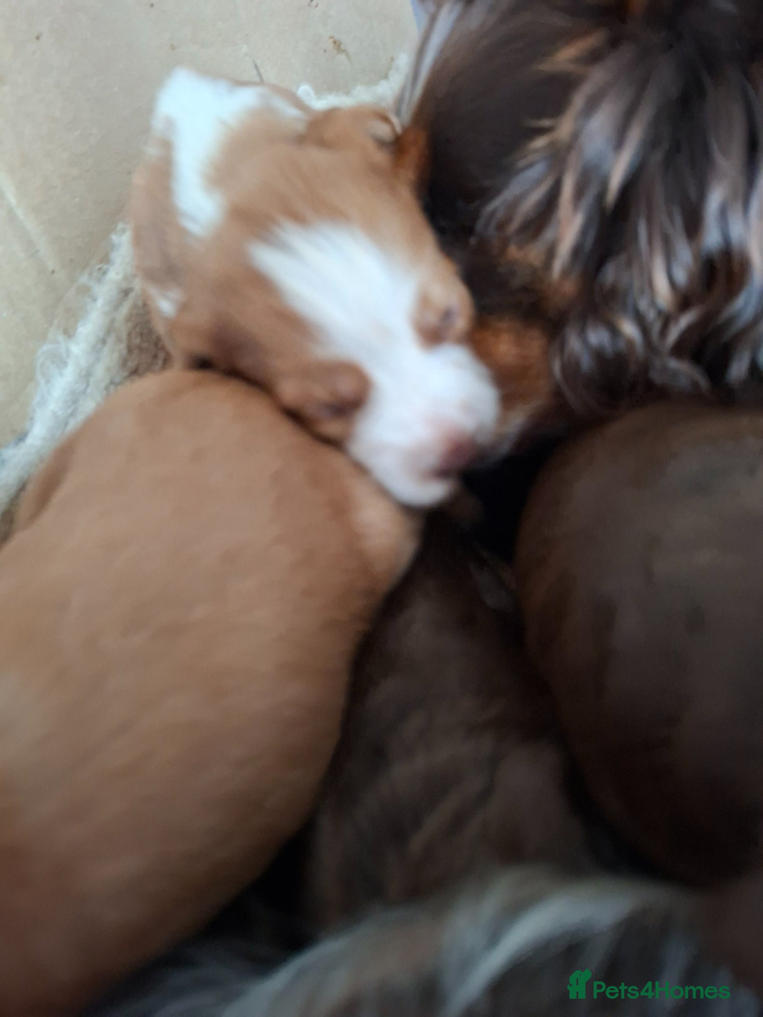 Cocker Spaniel dogs for sale: Cocker spaniel puppies  - Advert 6
